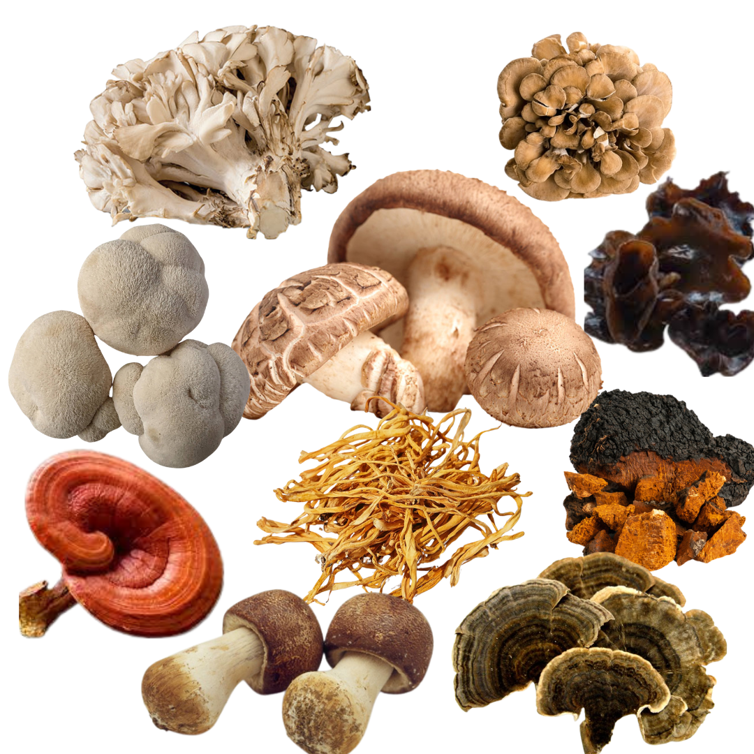 ALPHAMIN Mushroom Extract Complex (unisex)